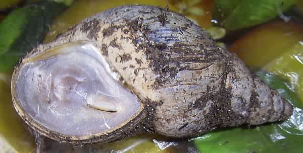 Užmigusi sraigė