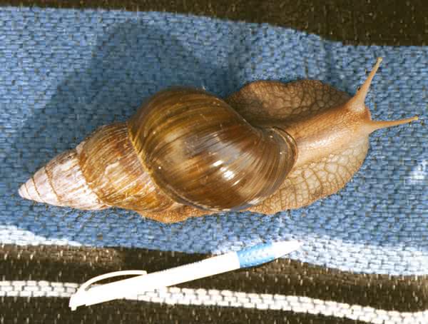 Achatina fulica