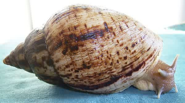 Achatina reticulata
