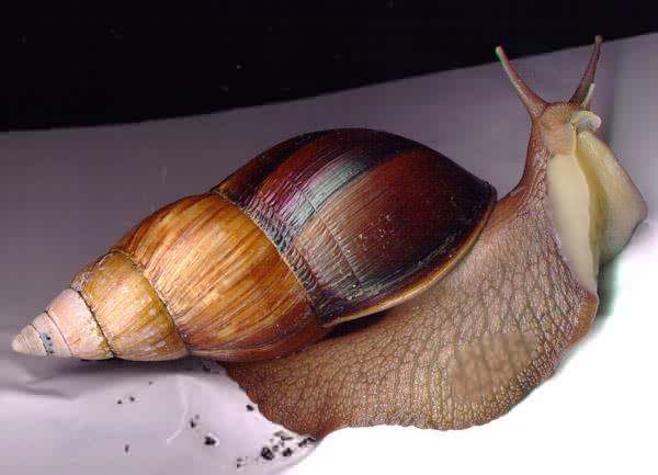 Achatina glutinosa