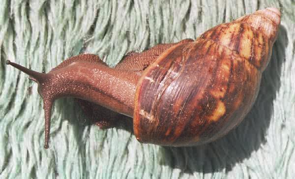 Archachatina marginata