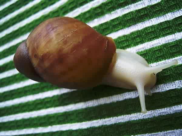 <i>Archachatina puylaepti</i> (albino body)