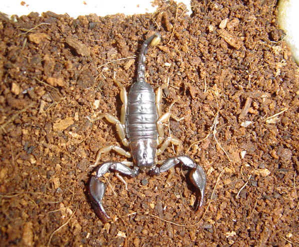 Euscorpius flavicaudis patelė