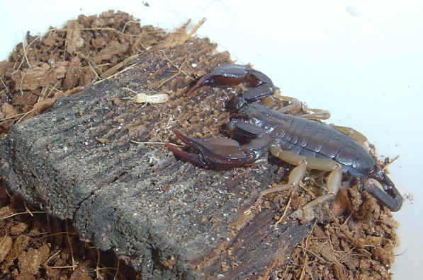 Euscorpius flavicaudis patelė