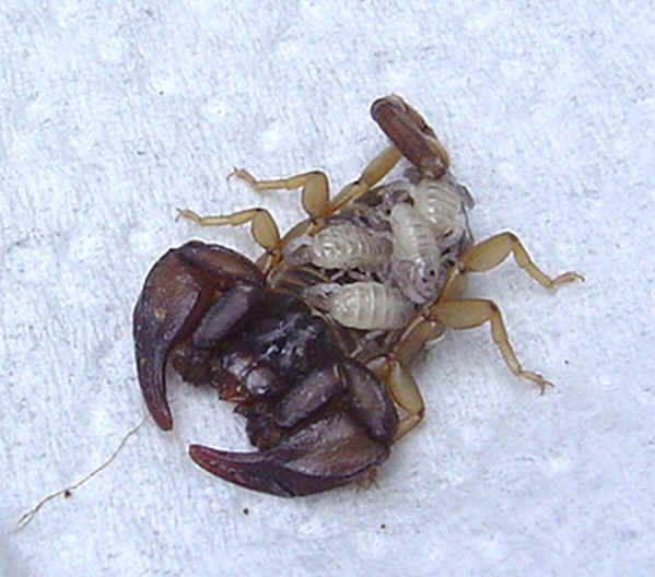Euscorpius flavicaudis patelė