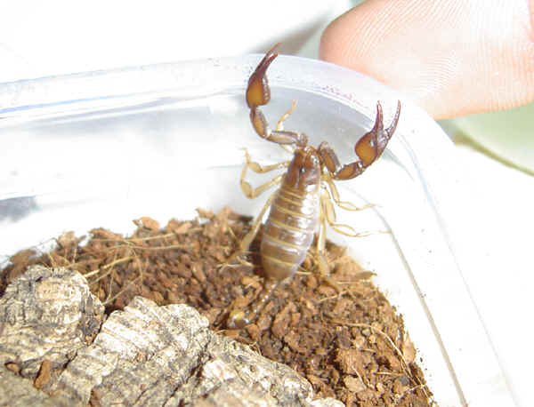 Euscorpius tergestinus corsicanus patelė