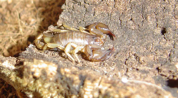 Euscorpius tergestinus corsicanus patinas