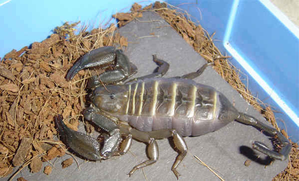 Hadogenes paudicens