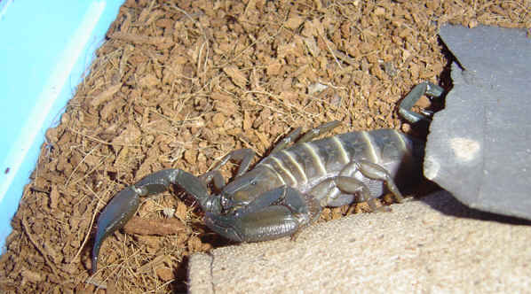 Hadogenes paudicens