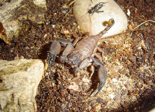 Liocheles waigiensis patinas