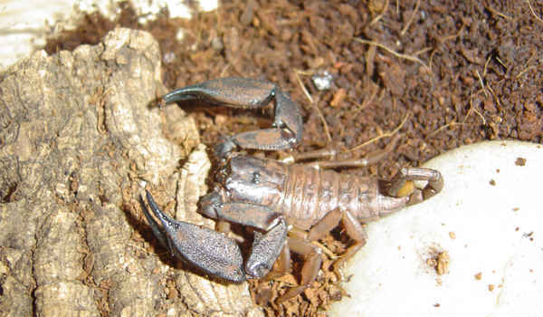 Liocheles waigiensis patinas