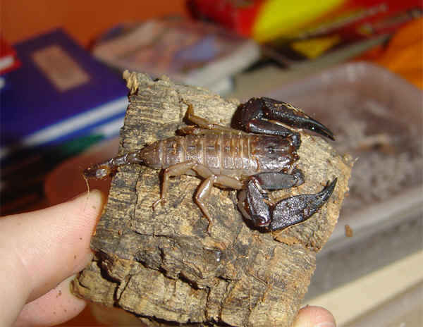 Liocheles waigiensis patinas
