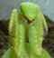 Mantis religiosa