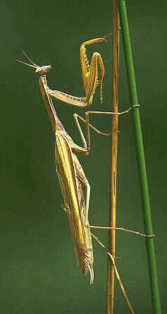 Mantis religiosa