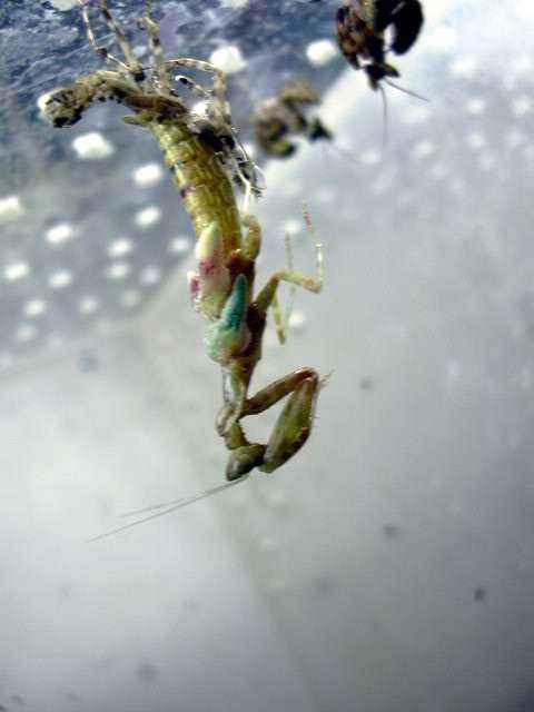 Creoboter meleagris nėrimasis