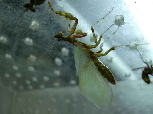 Creoboter meleagris nėrimosi pabaiga