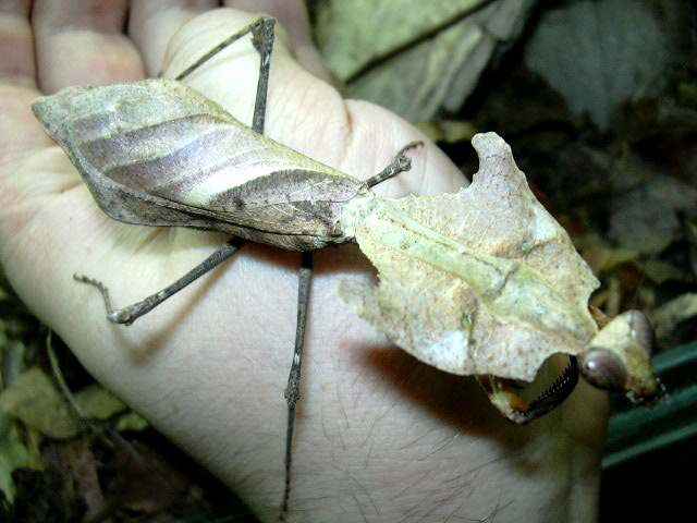Deroplatys dessicata patelė 2