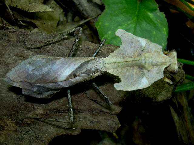 Deroplatys dessicata patelė