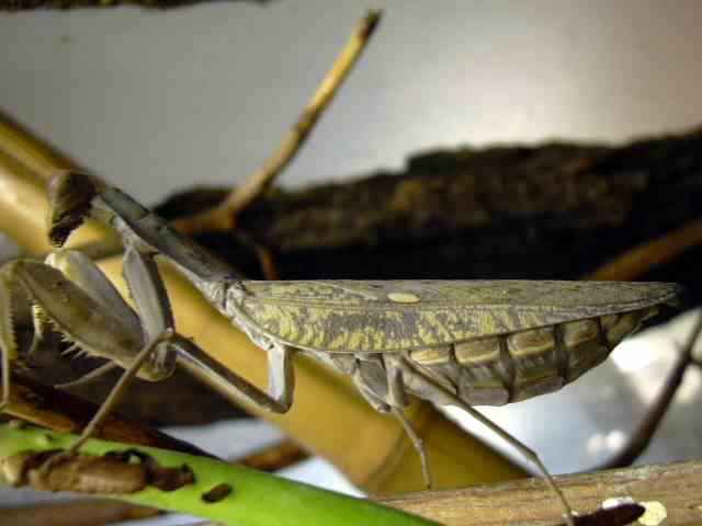 Hierodula patellifera patelė