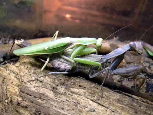 Hierodula patellifera poravimasis