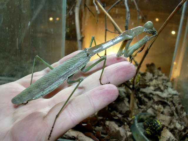 Plistospilota sp. patelė - foto 1