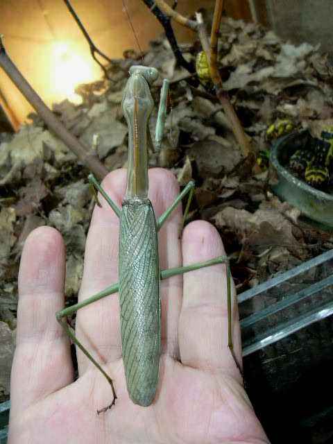 Plistospilota sp. patelė - foto 2