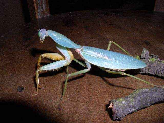 Rhombodera basalis patinėlis