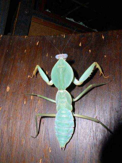 Rhombodera basalis nimfa