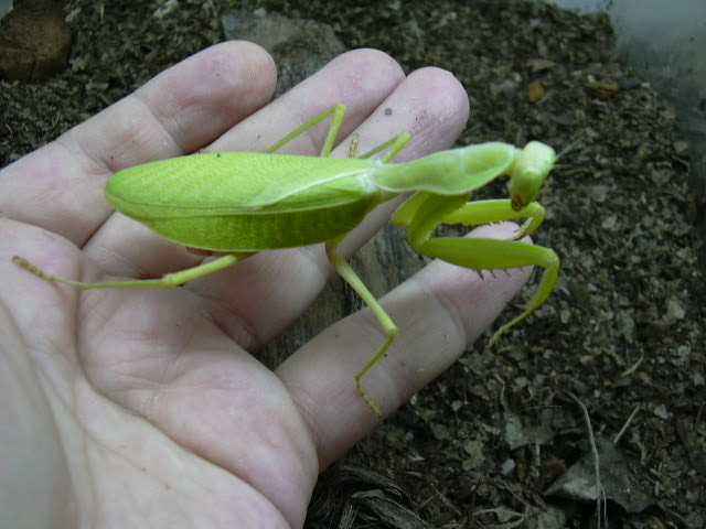 Sphodromantis lineola patelė