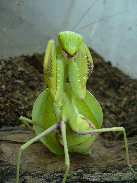 Sphodromantis lineola patelė grasina