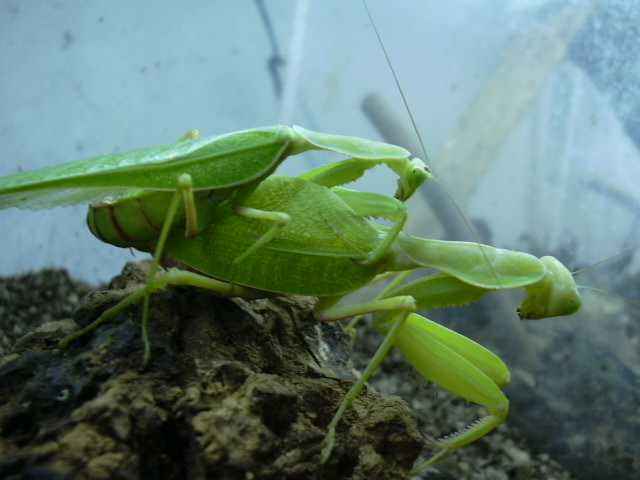 Sphodromantis lineola poravimasis