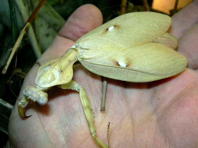 Tamolanica tamolana patelė