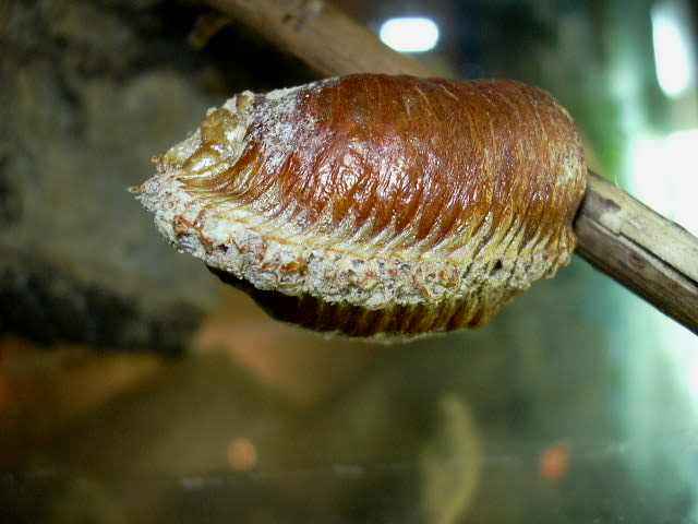 Tamolanica tamolana kokonas
