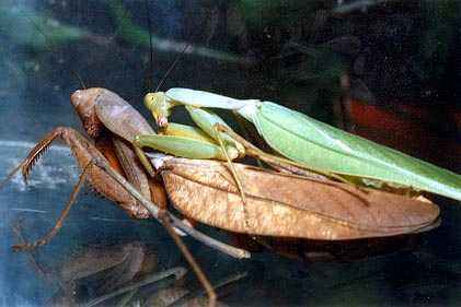 Sphodromantis gastrica poravimasis