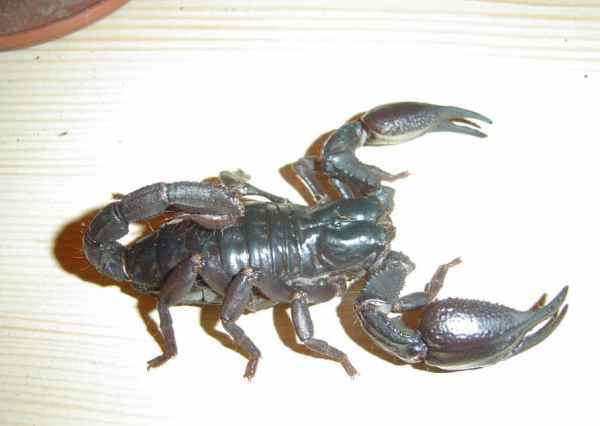 Heterometrus laoticus