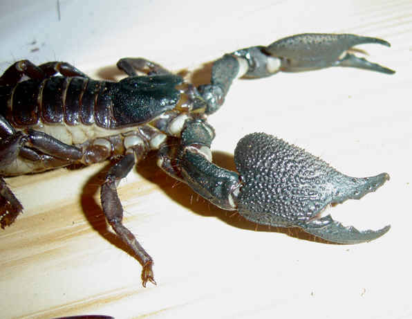 Heterometrus swammerdami patelė