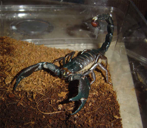 Heterometrus swammerdami patinas