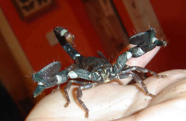 Heterometrus swammerdami patinėlis
