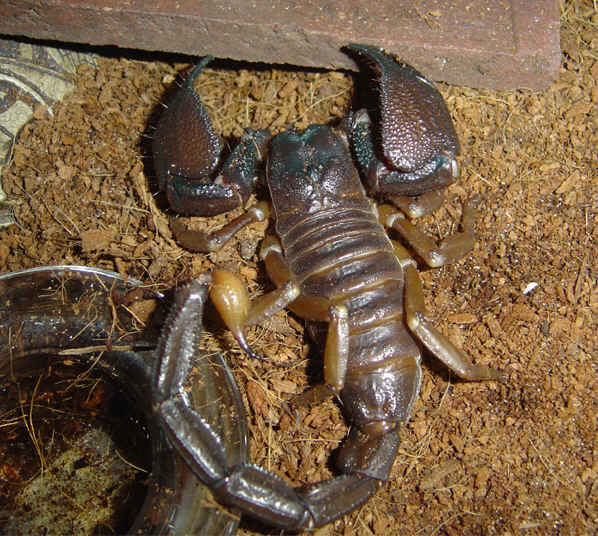 Heterometrus swammerdami patinas