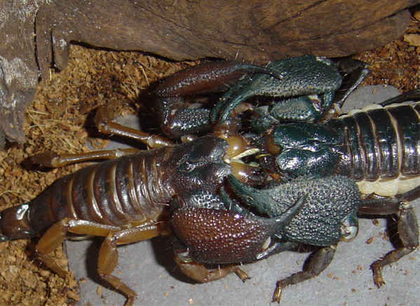 Heterometrus swammerdami poravimasis