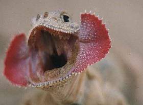 Agamos