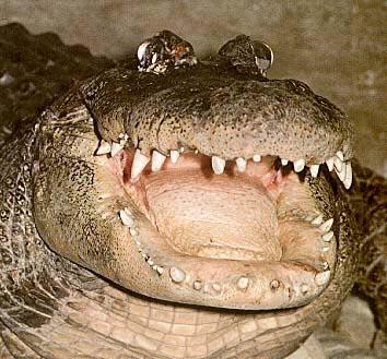 Alligator