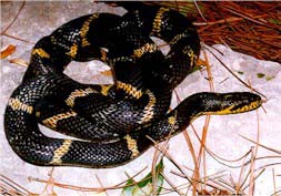 Elaphe schrenkii