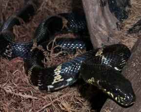Elaphe schrenkii