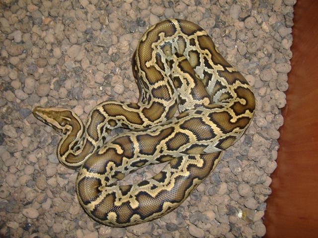 Python mulurus bivittatus