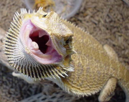 Barzdotoji agama