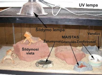 Terariumas