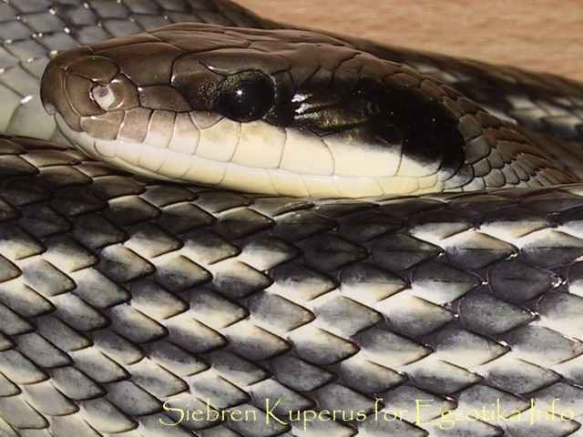 Orthriophis taeniurus ssp.