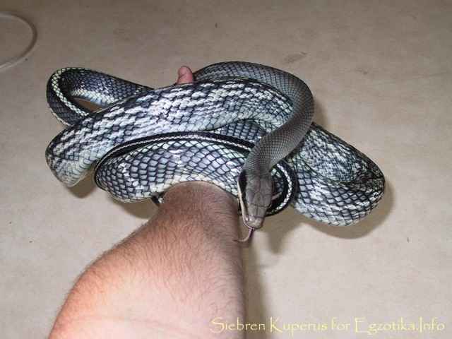 Orthriophis taeniurus ssp.