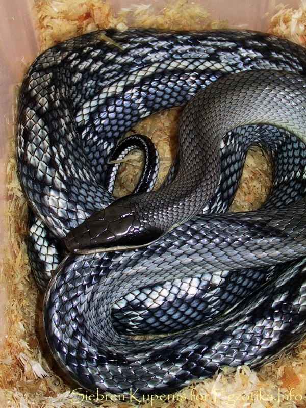 Orthriophis taeniurus ssp.